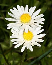 "Hij houdt van me, hij houdt niet van me, hij houdt van me..."